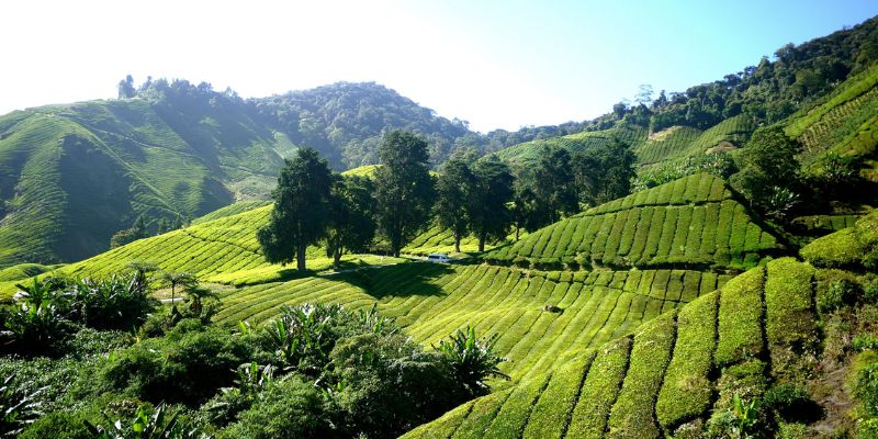 Tea Estate Stays in Cameron Highlands